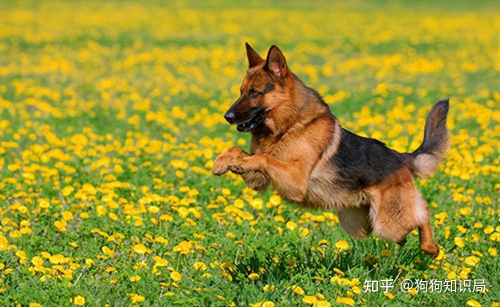 最全！常见的27种狗狗，你认识几种？