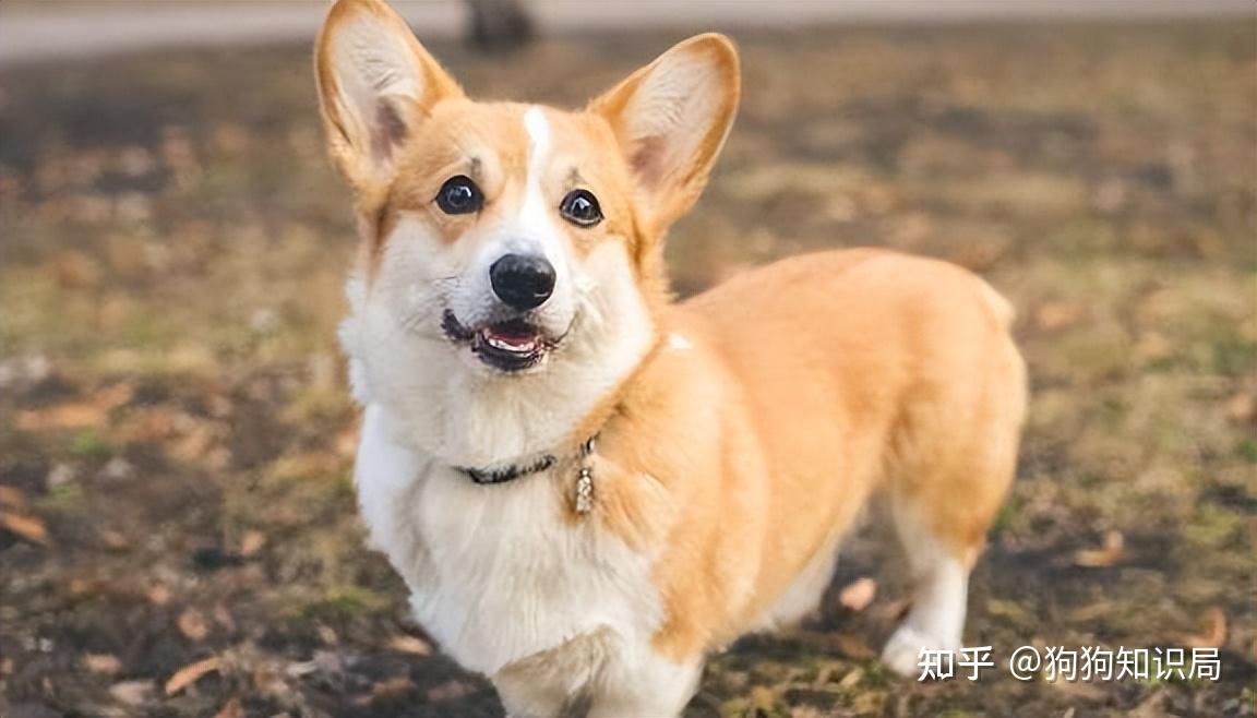 最全！常见的27种狗狗，你认识几种？