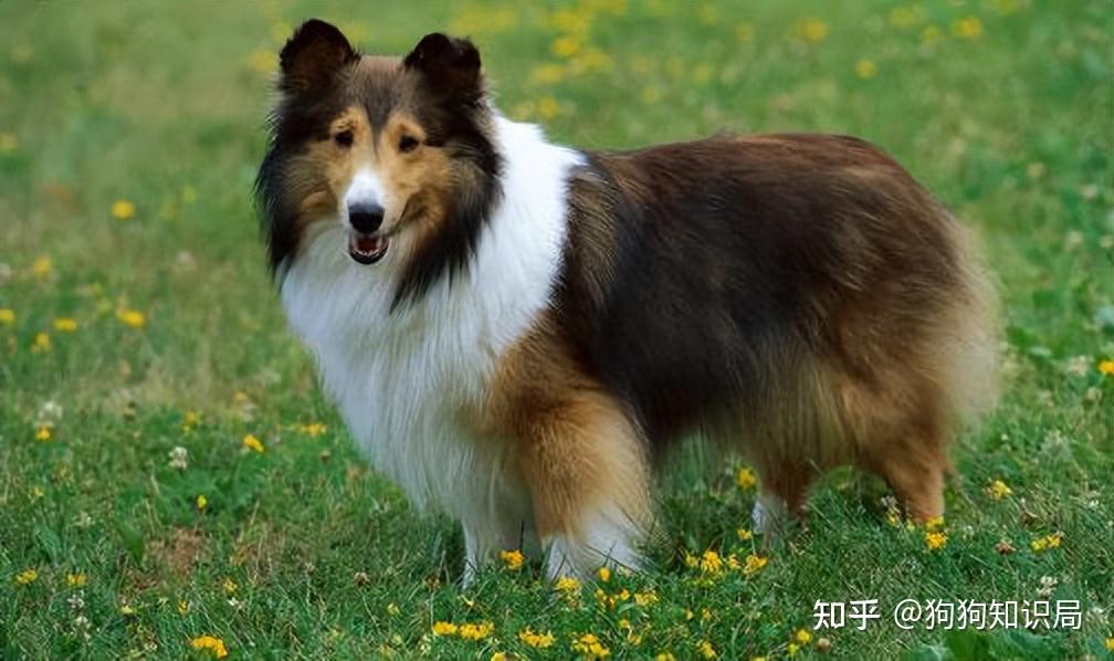 最全！常见的27种狗狗，你认识几种？