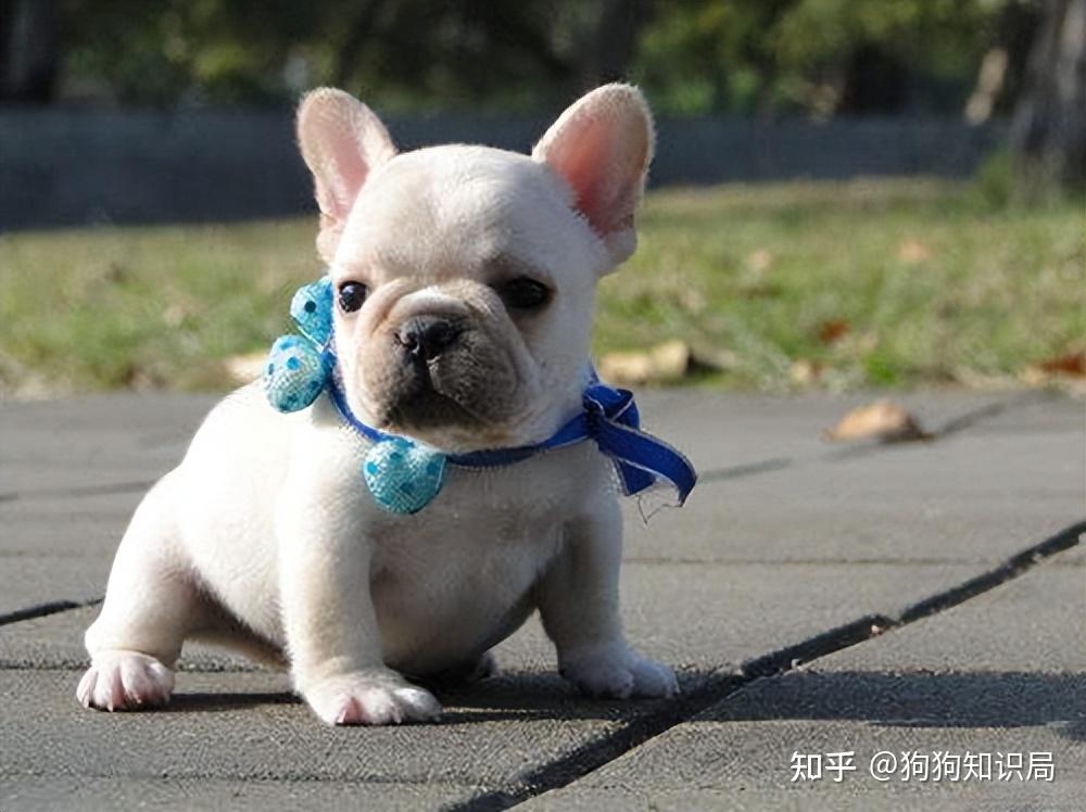 最全！常见的27种狗狗，你认识几种？