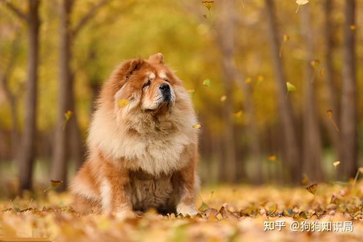 最全！常见的27种狗狗，你认识几种？