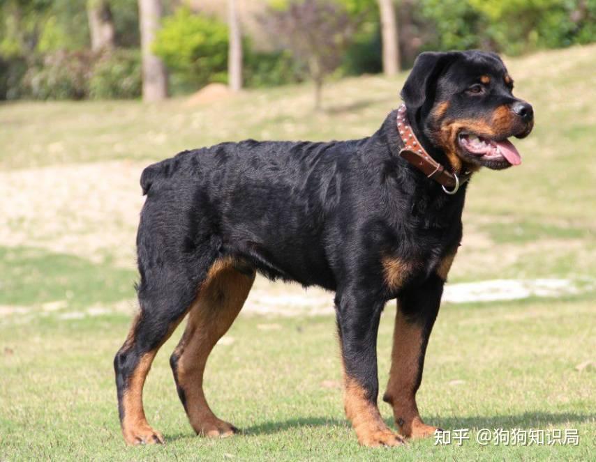 最全！常见的27种狗狗，你认识几种？