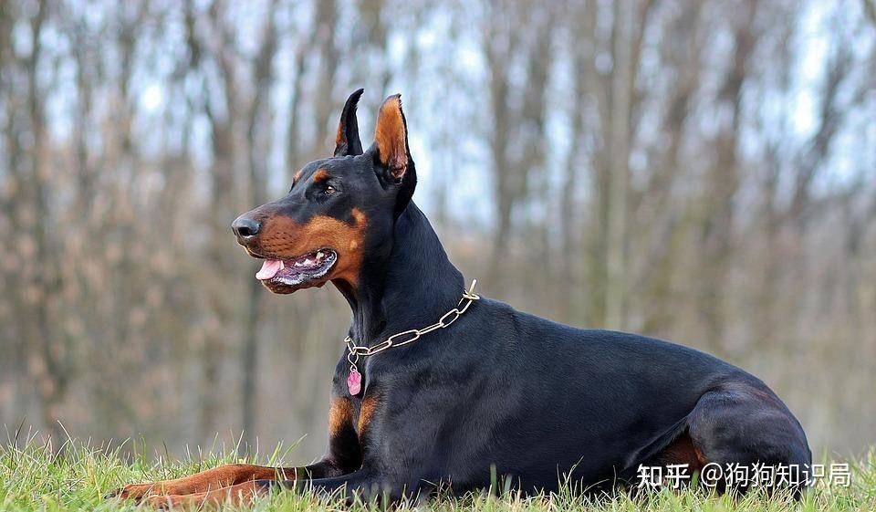 最全！常见的27种狗狗，你认识几种？