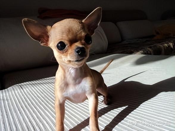 最全！常见的27种狗狗，你认识几种？