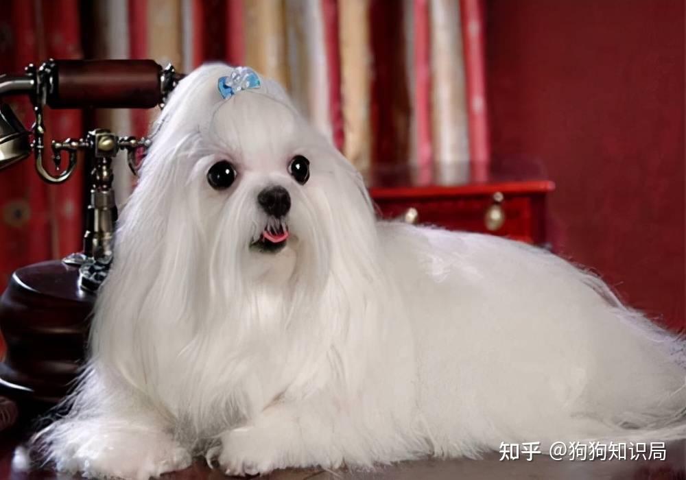 最全！常见的27种狗狗，你认识几种？