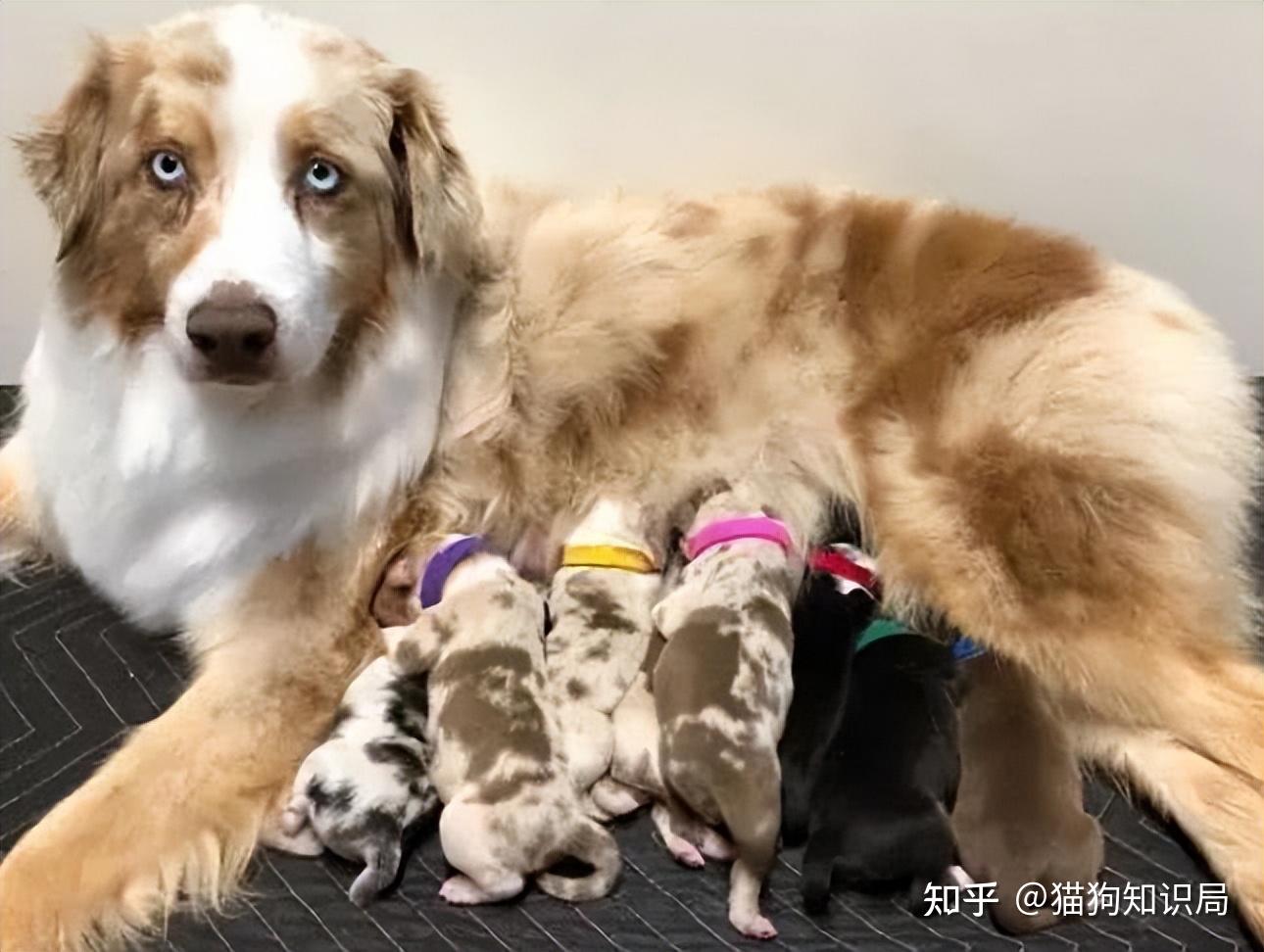 狗狗一生的5个阶段,你家狗处于哪个时期呢?