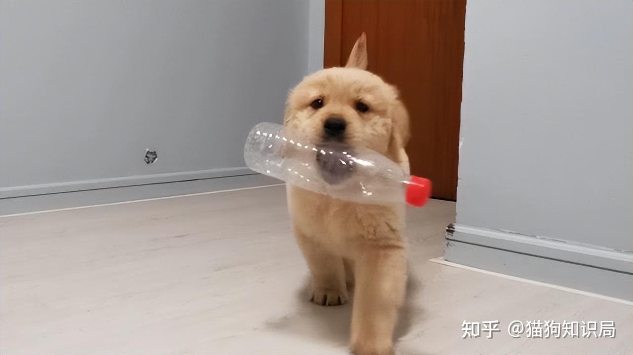 狗狗一生的5个阶段,你家狗处于哪个时期呢?