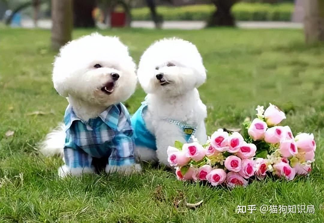 狗狗一生的5个阶段,你家狗处于哪个时期呢?