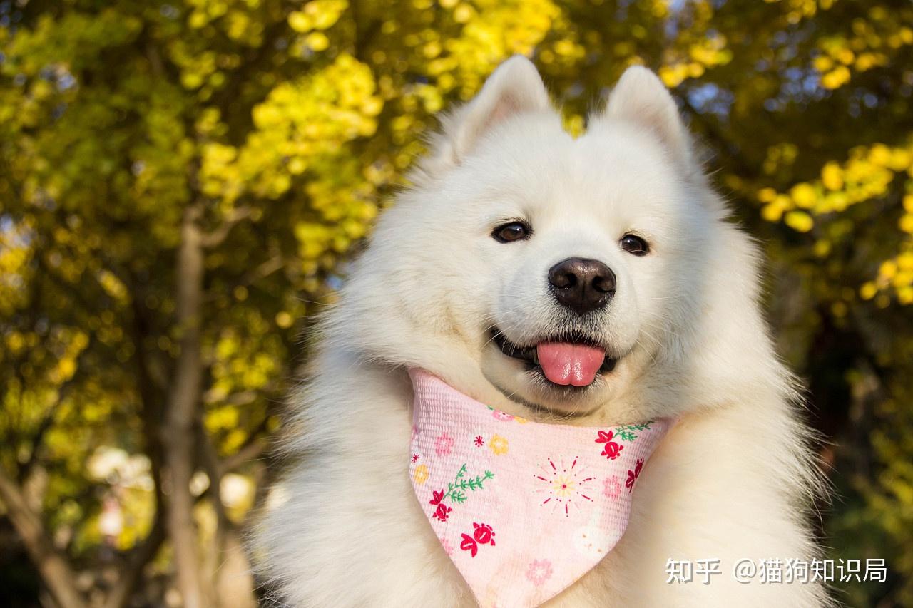 狗狗一生的5个阶段,你家狗处于哪个时期呢?