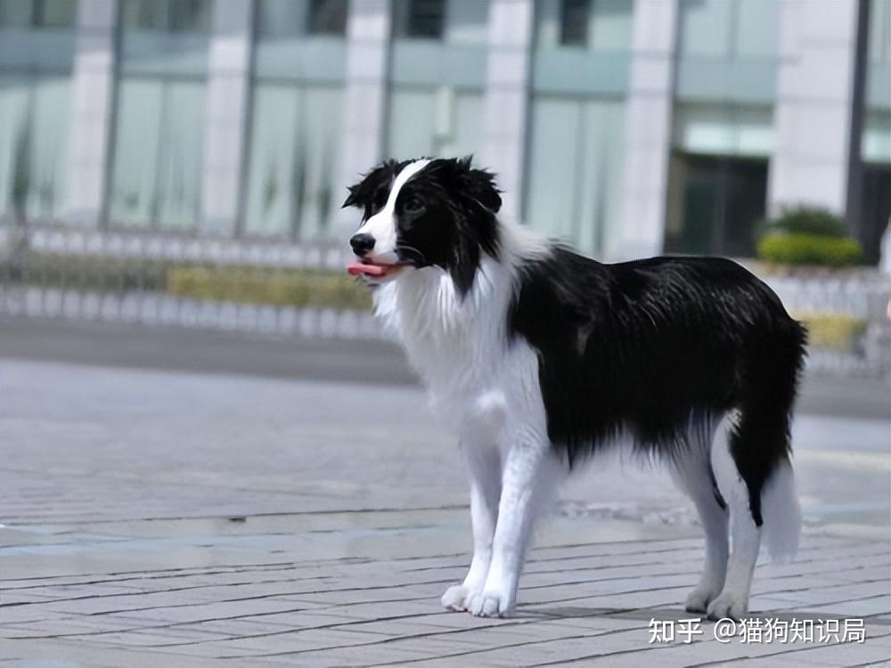 狗狗一生的5个阶段,你家狗处于哪个时期呢?