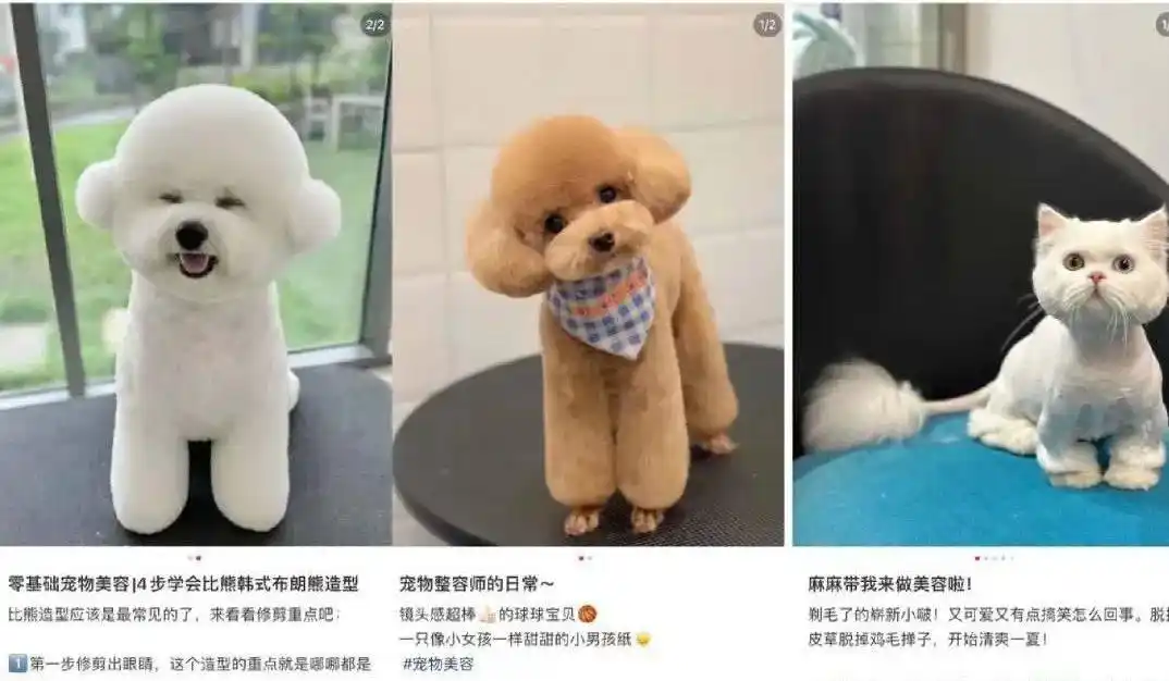 1亿猫猫狗狗的“洗剪吹”生意