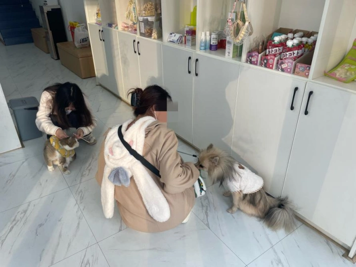 春节回家，“毛孩子”谁来管？宠物寄养、上门喂养、铲屎黑科技火爆