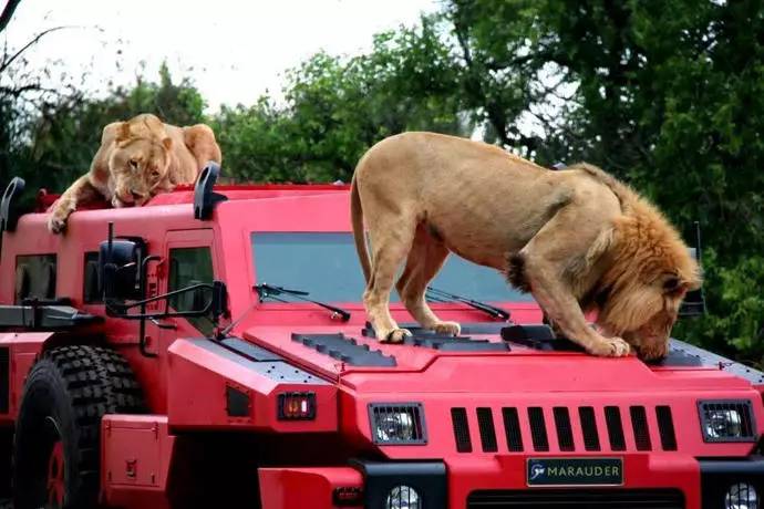 每日一车：派拉蒙掠夺者