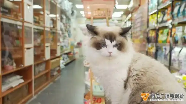 “萌宠经济”火热升温，“上门洗宠”需求高→