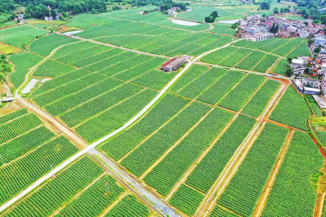 深读丨金叶写大爱 逆路亦繁花——湖南省烟草商业系统扶残助残纪实