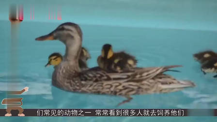 数码宝贝第四部:传说中十斗士的内战!被秒杀的零胜率究极天使兽