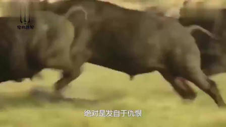 数码宝贝第四部:传说中十斗士的内战!被秒杀的零胜率究极天使兽