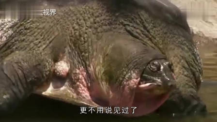 数码宝贝第四部:传说中十斗士的内战!被秒杀的零胜率究极天使兽