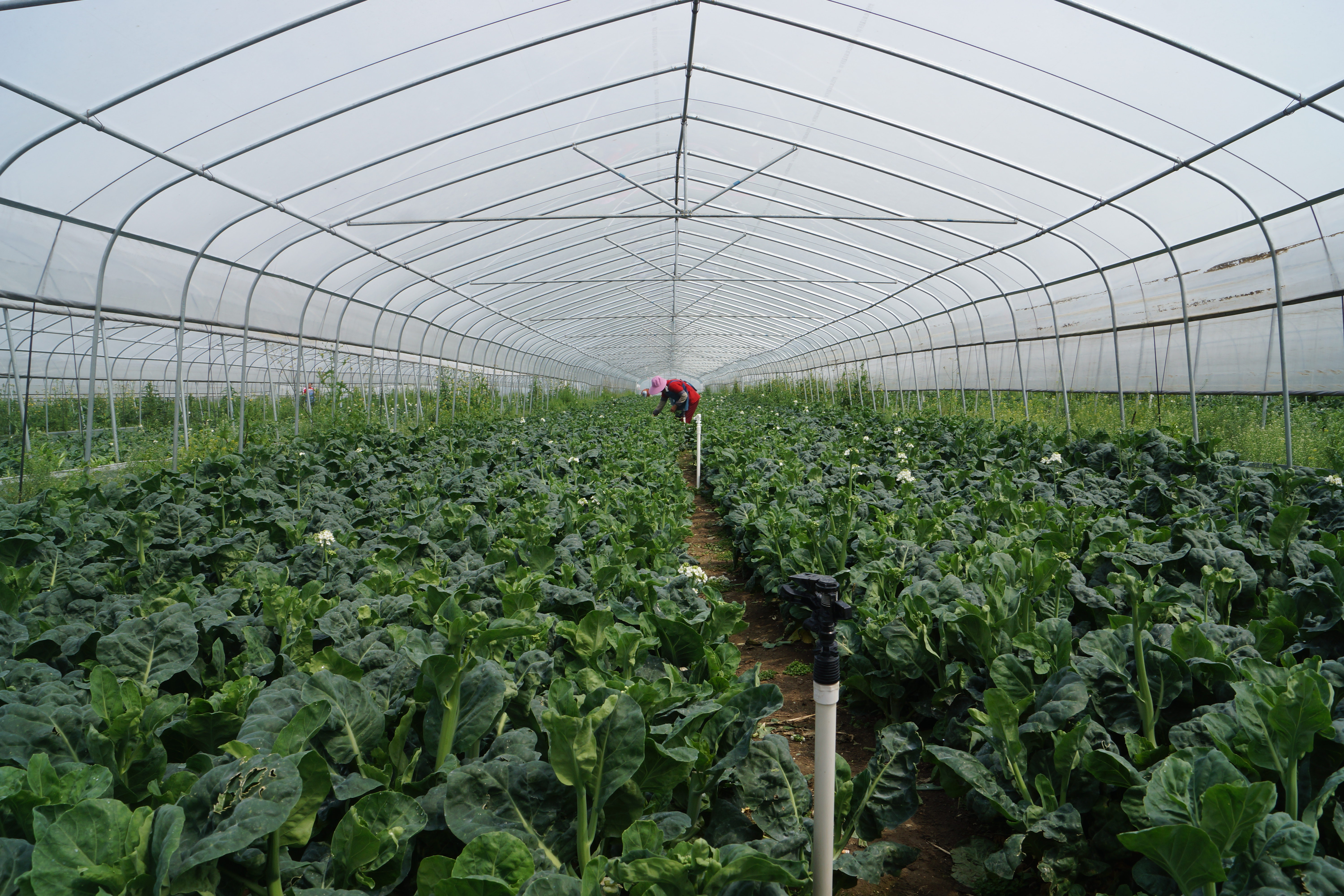 竞相发展争出彩——南阳市县域经济发展情况探析