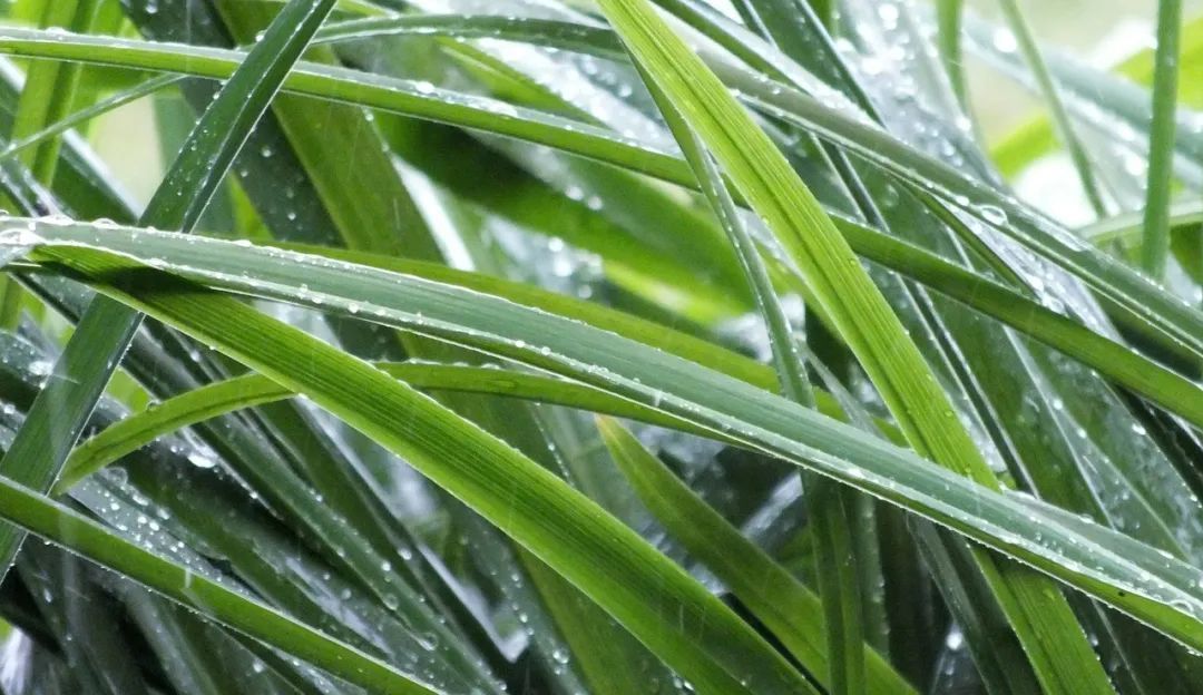 今日雨水,你不知道的养生秘诀!| 微健康