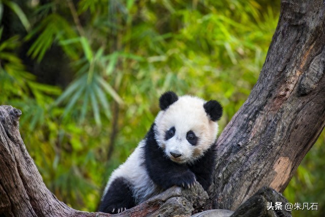 语言认知牢笼--如何用新英语重启第二人生