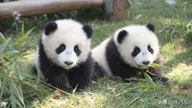 语言认知牢笼--如何用新英语重启第二人生