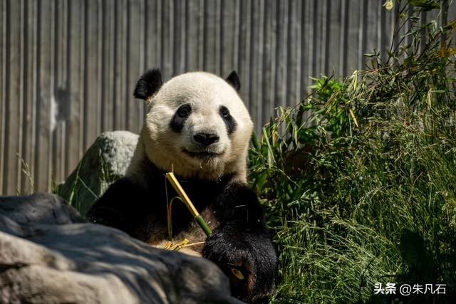 语言认知牢笼--如何用新英语重启第二人生