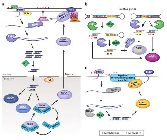 在转基因事件中,实验经常达不到预期的结果?