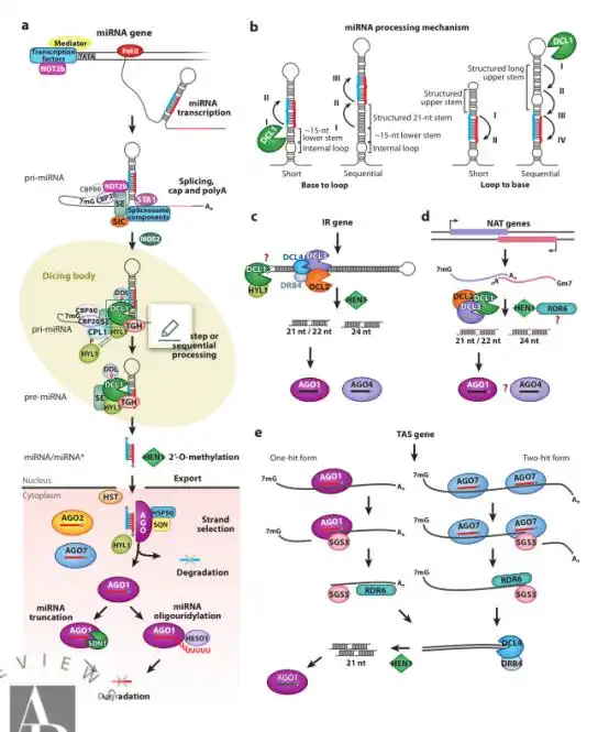在转基因事件中,实验经常达不到预期的结果?