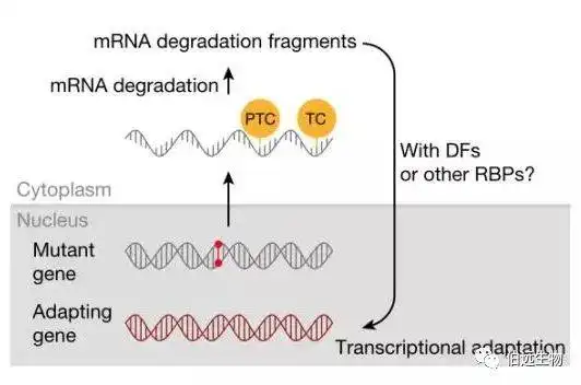 在转基因事件中,实验经常达不到预期的结果?