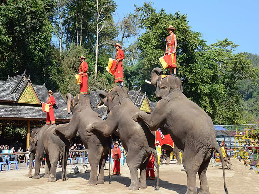 萌宠趣闻:大象这3个可爱瞬间,你绝对没见过!