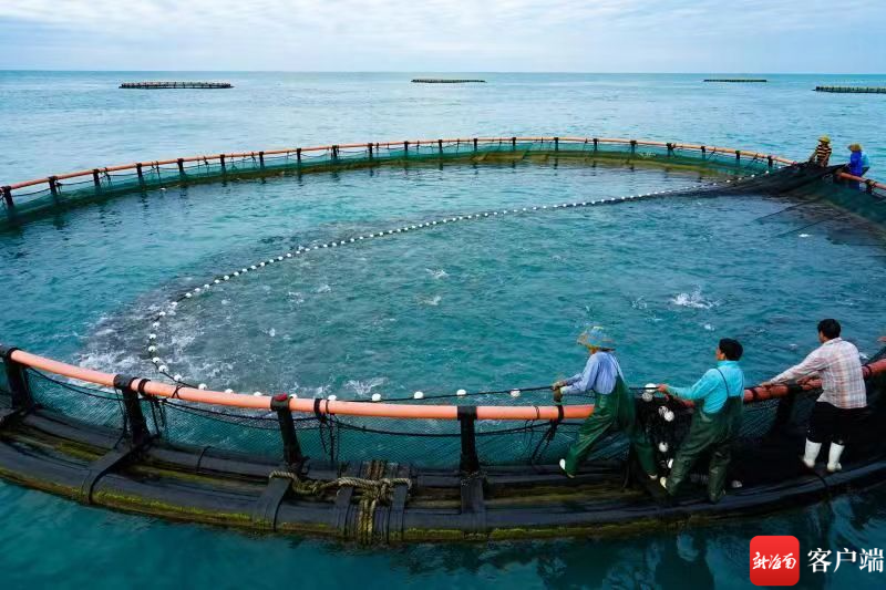 新南客户端 | 三亚：深海智能网箱养殖 打造“蓝色粮仓”新路