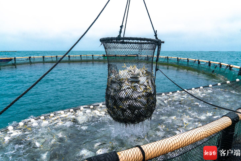 新南客户端 | 三亚：深海智能网箱养殖 打造“蓝色粮仓”新路