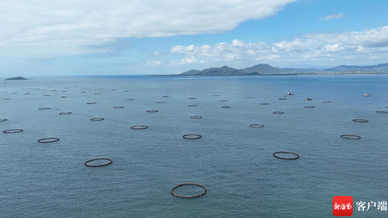 新南客户端 | 三亚：深海智能网箱养殖 打造“蓝色粮仓”新路
