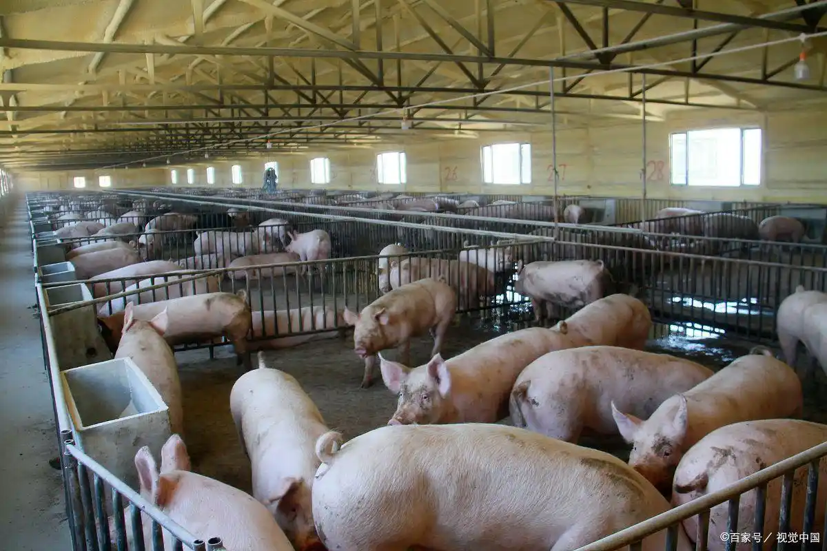 璞玉南阳：汉水之滨的转型“琢玉记”