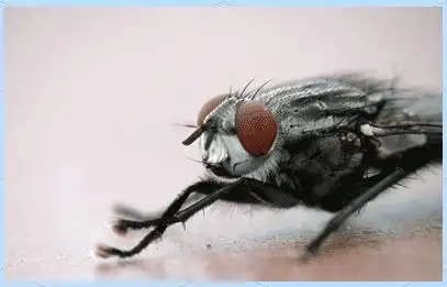 盐粒子弹“散弹枪”：夏日灭蚊蝇的爽感解药