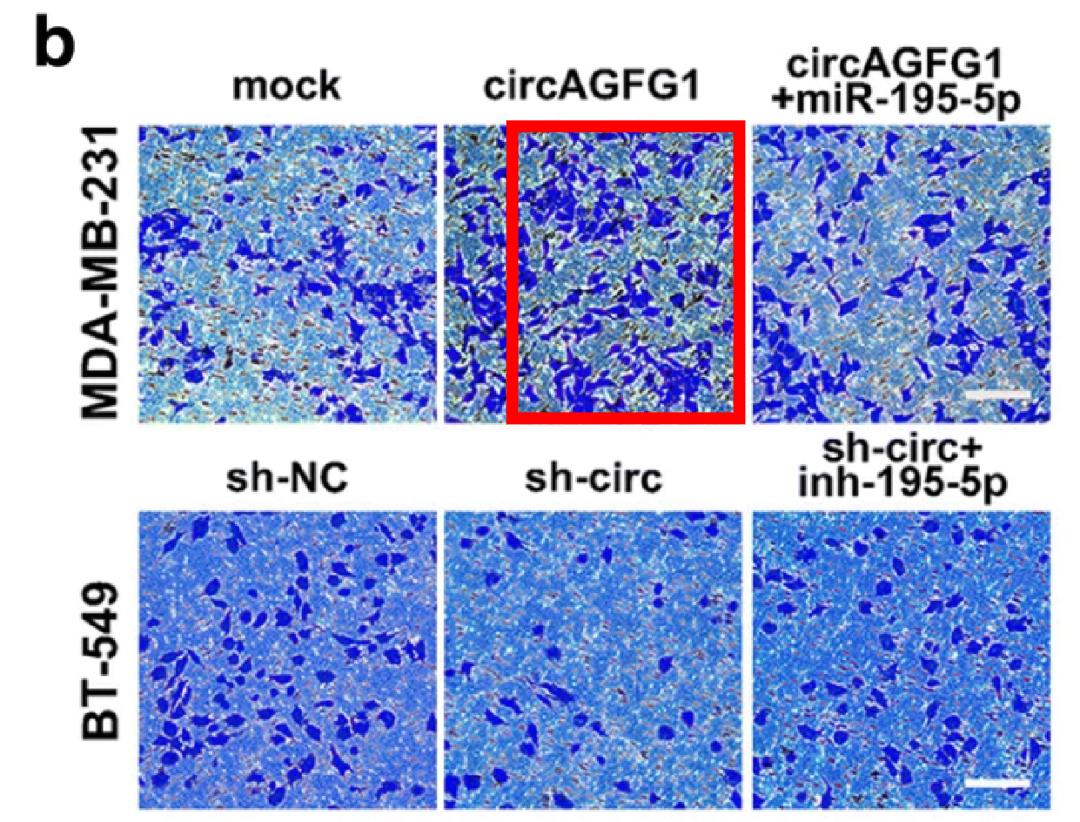 图片重复惹大祸！论文发表数月后被撤稿，学术诚信再敲警钟