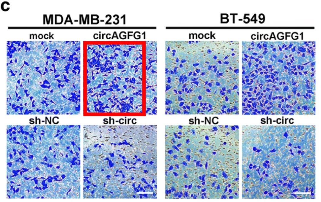 图片重复惹大祸！论文发表数月后被撤稿，学术诚信再敲警钟