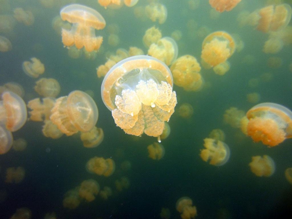 拒绝重复！盘点春节出国新玩法