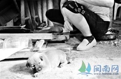 铁钳子掳走狗妈妈 9只狗崽嗷嗷待哺