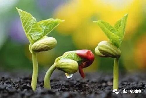 【今日七夕】七月七日七夕情,祝福送给天下人,年年岁岁手相牵,朝朝暮暮共白头!