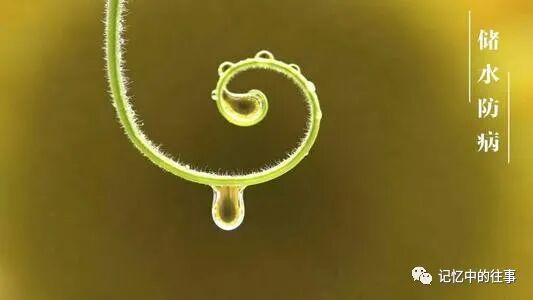 【今日七夕】七月七日七夕情,祝福送给天下人,年年岁岁手相牵,朝朝暮暮共白头!