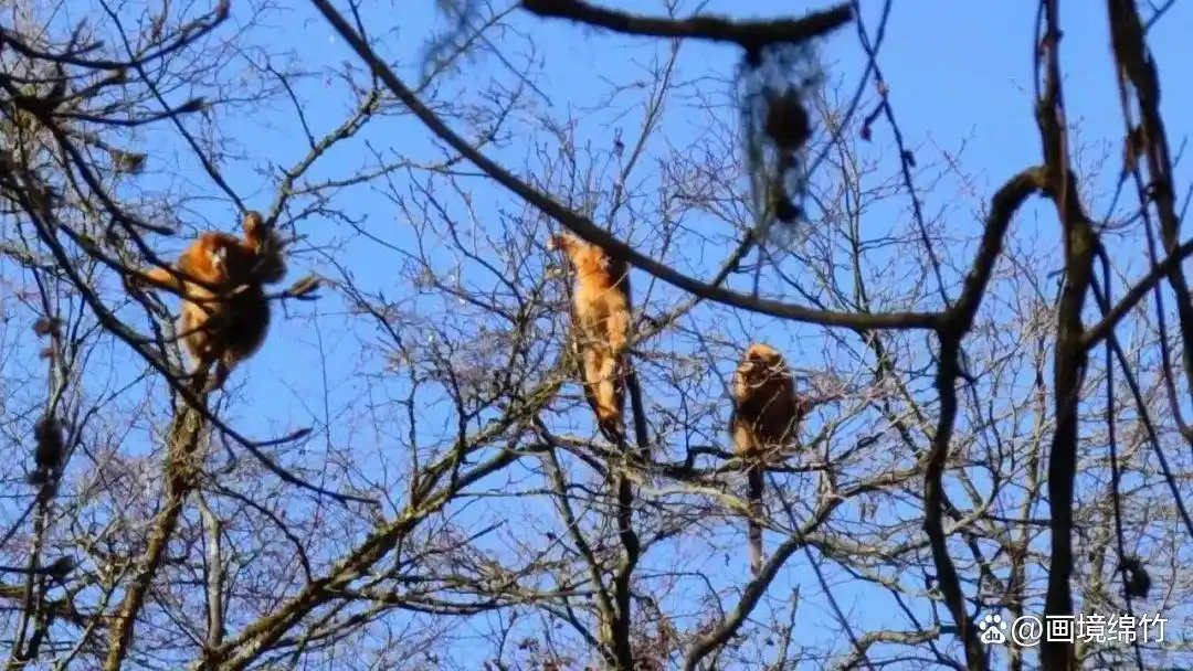 大熊猫国家公园设立2周年啦!绵竹片区什么情况?