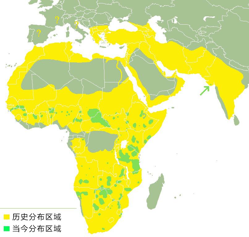 狮王如果被自己的儿子打败了，那狮群里的母狮，会被如何对待？