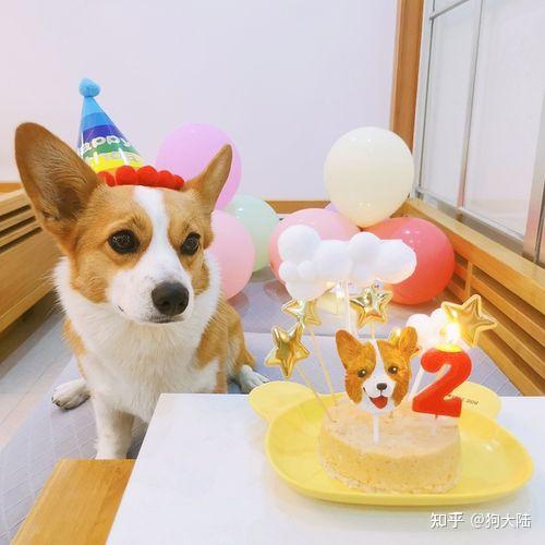 “狗1岁=人类7岁”？其实是错的，最新年龄对照表出炉！