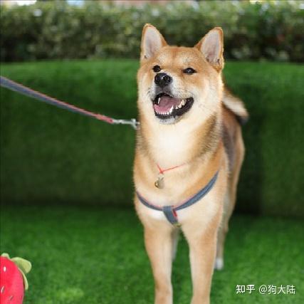 “狗1岁=人类7岁”？其实是错的，最新年龄对照表出炉！