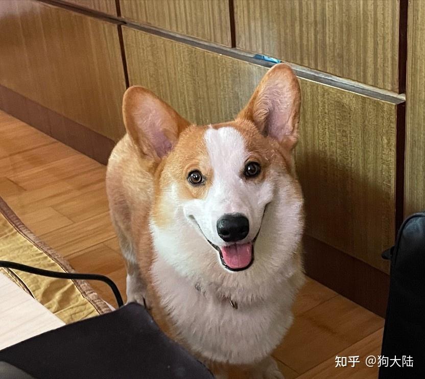 “狗1岁=人类7岁”？其实是错的，最新年龄对照表出炉！