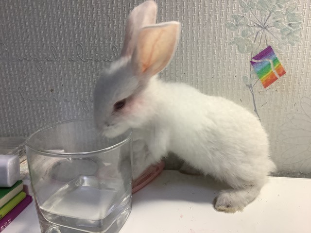 为什么兔子不用喝水?