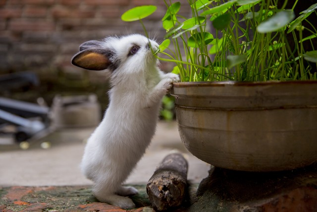 为什么兔子不用喝水?