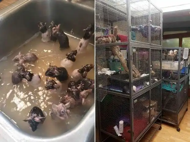美国女子养50只老鼠当宠物：它们是我的孩子，每只都有自己的个性